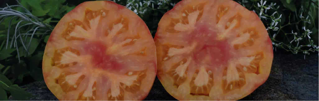 Tomato Taxonomy Flesh Color