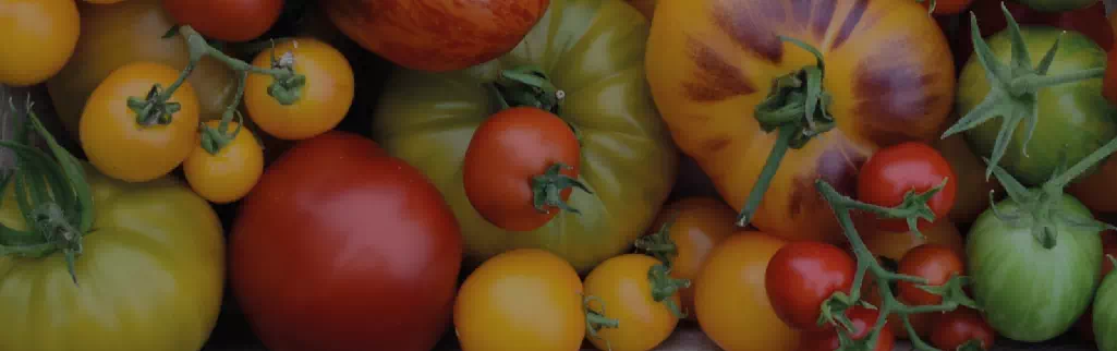 Tomato Taxonomy Variety Type