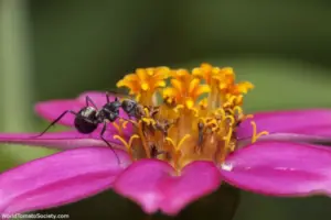 Pollinators - Five Pollinators That Aren’t Honeybees