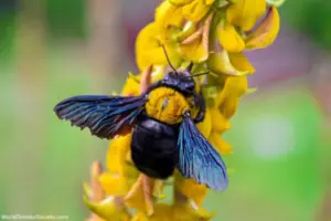 Pollinators - Five Pollinators That Aren’t Honeybees
