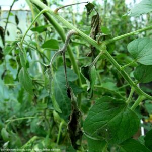 Late Blight on Tomato (Phytophthora infestans)
