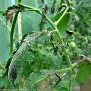 Late Blight on Tomato (Phytophthora infestans)