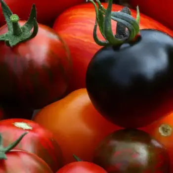 Flavor in Tomatoes - The Chemical and Genetic Basis