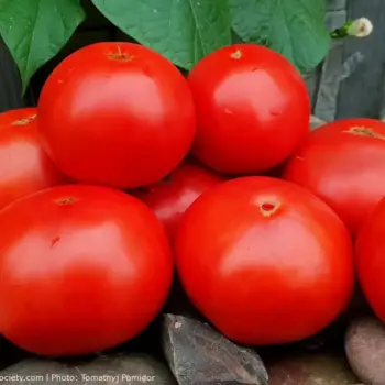 Red Beefsteak Tomato - Grosse du Gers