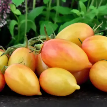 Yellow Pointy Tomato - Maerchenzauber (Märchenzauber)