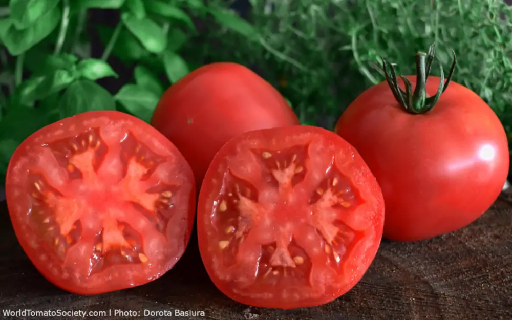 Tomato Taxonomy Flavor Profile