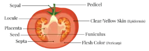 Tomato Taxonomy Flesh Color