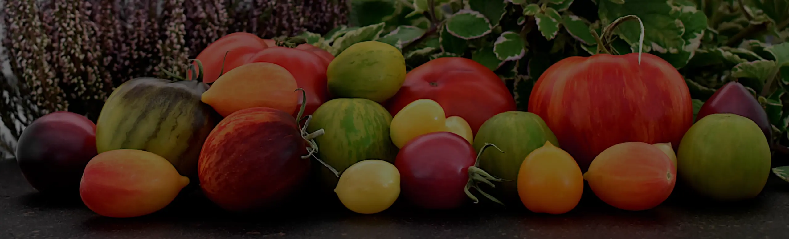 Tomato Taxonomy Maturity