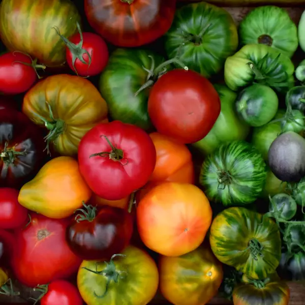 Practical Tips: Harvesting and Preserving Tomatoes for Long Storage