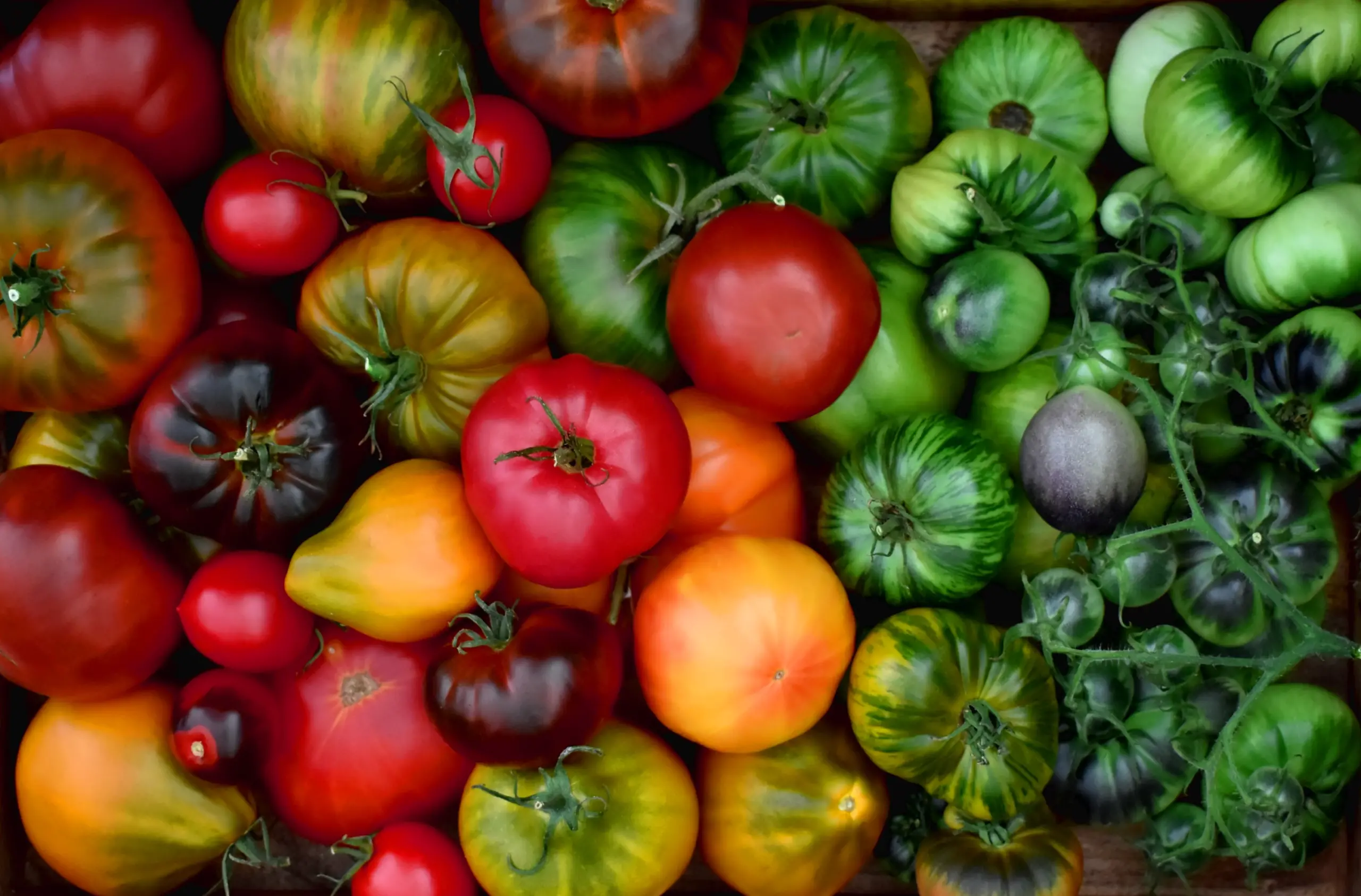 Practical Tips: Harvesting and Preserving Tomatoes for Long Storage