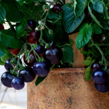 7 Secrets to Growing Tomatoes in Containers