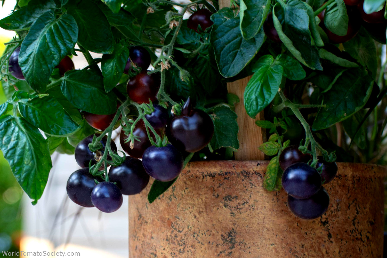 7 Secrets to Growing Tomatoes in Containers
