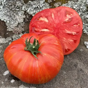 Red Striped Tomato Cream of the Crop™ - Beefy Red