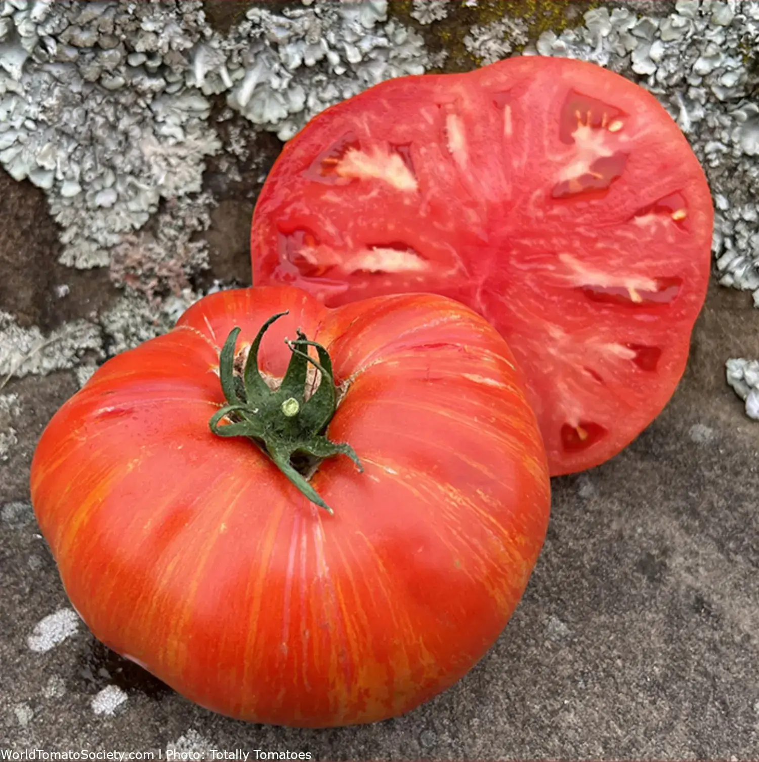 Red Striped Tomato Cream of the Crop™ - Beefy Red